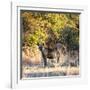 Awesome South Africa Collection Square - Hyena at Sunrise-Philippe Hugonnard-Framed Photographic Print