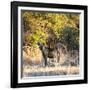 Awesome South Africa Collection Square - Hyena at Sunrise-Philippe Hugonnard-Framed Photographic Print