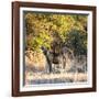 Awesome South Africa Collection Square - Hyena at Sunrise-Philippe Hugonnard-Framed Photographic Print