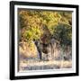 Awesome South Africa Collection Square - Hyena at Sunrise-Philippe Hugonnard-Framed Photographic Print