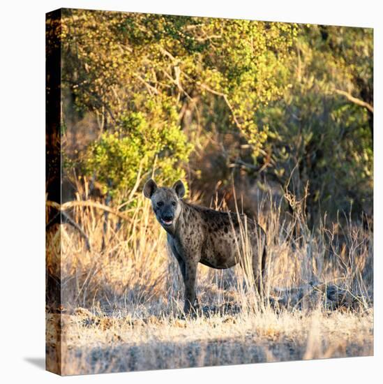 Awesome South Africa Collection Square - Hyena at Sunrise-Philippe Hugonnard-Stretched Canvas
