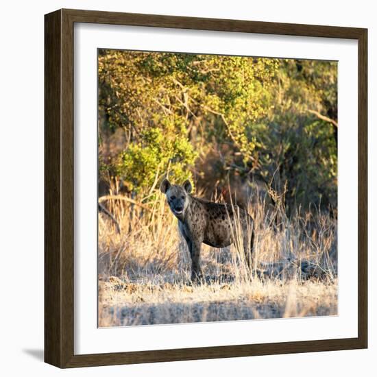 Awesome South Africa Collection Square - Hyena at Sunrise-Philippe Hugonnard-Framed Photographic Print