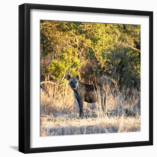 Awesome South Africa Collection Square - Hyena at Sunrise-Philippe Hugonnard-Framed Photographic Print