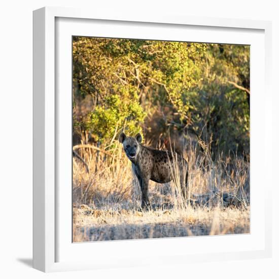 Awesome South Africa Collection Square - Hyena at Sunrise-Philippe Hugonnard-Framed Photographic Print