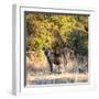 Awesome South Africa Collection Square - Hyena at Sunrise-Philippe Hugonnard-Framed Photographic Print