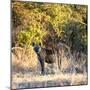 Awesome South Africa Collection Square - Hyena at Sunrise-Philippe Hugonnard-Mounted Photographic Print