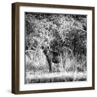 Awesome South Africa Collection Square - Hyena-Philippe Hugonnard-Framed Photographic Print