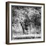 Awesome South Africa Collection Square - Hyena-Philippe Hugonnard-Framed Photographic Print