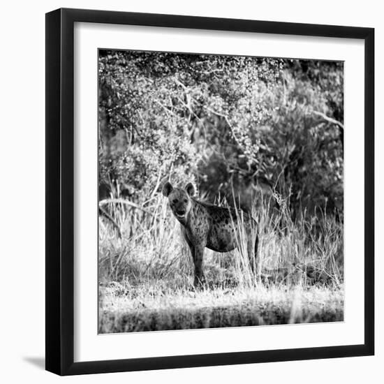 Awesome South Africa Collection Square - Hyena-Philippe Hugonnard-Framed Photographic Print