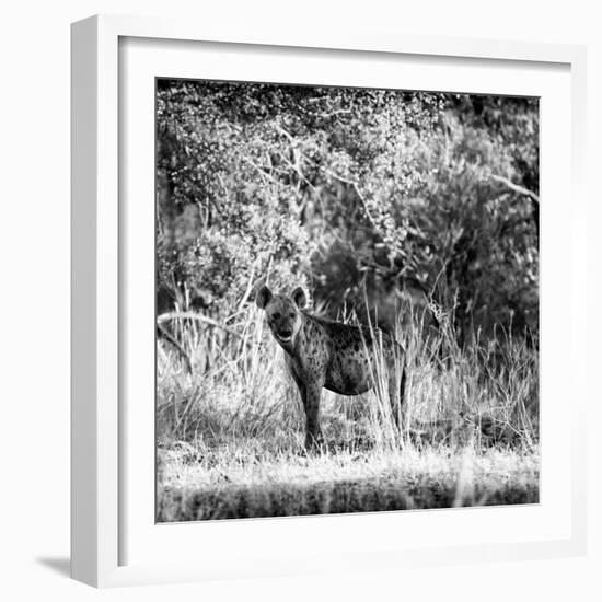 Awesome South Africa Collection Square - Hyena-Philippe Hugonnard-Framed Photographic Print