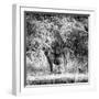 Awesome South Africa Collection Square - Hyena-Philippe Hugonnard-Framed Photographic Print
