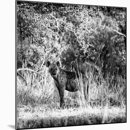 Awesome South Africa Collection Square - Hyena-Philippe Hugonnard-Mounted Photographic Print