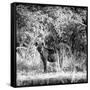 Awesome South Africa Collection Square - Hyena-Philippe Hugonnard-Framed Stretched Canvas