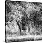 Awesome South Africa Collection Square - Hyena-Philippe Hugonnard-Stretched Canvas