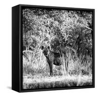 Awesome South Africa Collection Square - Hyena-Philippe Hugonnard-Framed Stretched Canvas