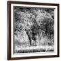 Awesome South Africa Collection Square - Hyena-Philippe Hugonnard-Framed Photographic Print