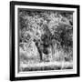 Awesome South Africa Collection Square - Hyena-Philippe Hugonnard-Framed Photographic Print