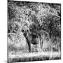 Awesome South Africa Collection Square - Hyena-Philippe Hugonnard-Mounted Photographic Print