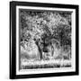 Awesome South Africa Collection Square - Hyena-Philippe Hugonnard-Framed Photographic Print