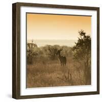 Awesome South Africa Collection Square - Impala Antelope at Sunrise-Philippe Hugonnard-Framed Photographic Print