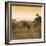 Awesome South Africa Collection Square - Impala Antelope at Sunrise-Philippe Hugonnard-Framed Photographic Print