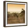 Awesome South Africa Collection Square - Impala Antelope at Sunrise-Philippe Hugonnard-Framed Photographic Print