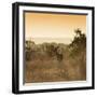 Awesome South Africa Collection Square - Impala Antelope at Sunrise-Philippe Hugonnard-Framed Photographic Print