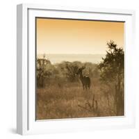 Awesome South Africa Collection Square - Impala Antelope at Sunrise-Philippe Hugonnard-Framed Photographic Print
