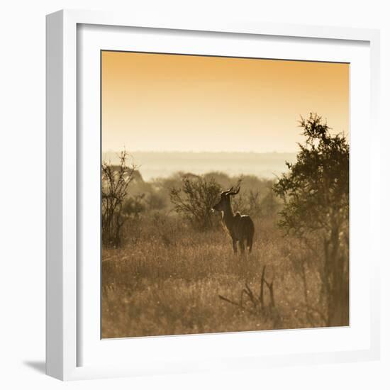 Awesome South Africa Collection Square - Impala Antelope at Sunrise-Philippe Hugonnard-Framed Photographic Print