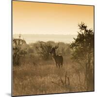 Awesome South Africa Collection Square - Impala Antelope at Sunrise-Philippe Hugonnard-Mounted Photographic Print