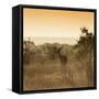Awesome South Africa Collection Square - Impala Antelope at Sunrise-Philippe Hugonnard-Framed Stretched Canvas