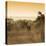 Awesome South Africa Collection Square - Impala Antelope at Sunrise-Philippe Hugonnard-Stretched Canvas