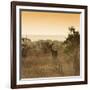 Awesome South Africa Collection Square - Impala Antelope at Sunrise-Philippe Hugonnard-Framed Photographic Print