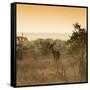 Awesome South Africa Collection Square - Impala Antelope at Sunrise-Philippe Hugonnard-Framed Stretched Canvas