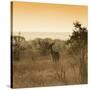 Awesome South Africa Collection Square - Impala Antelope at Sunrise-Philippe Hugonnard-Stretched Canvas