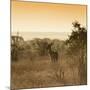 Awesome South Africa Collection Square - Impala Antelope at Sunrise-Philippe Hugonnard-Mounted Photographic Print