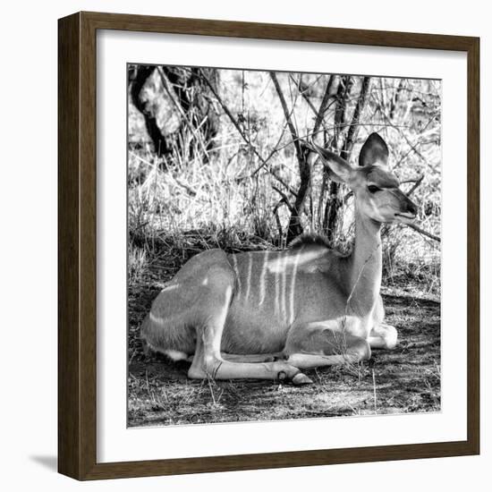 Awesome South Africa Collection Square - Impala Antelope II-Philippe Hugonnard-Framed Photographic Print