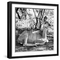 Awesome South Africa Collection Square - Impala Antelope II-Philippe Hugonnard-Framed Photographic Print