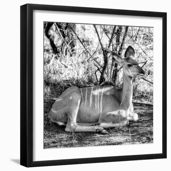 Awesome South Africa Collection Square - Impala Antelope II-Philippe Hugonnard-Framed Photographic Print