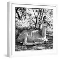 Awesome South Africa Collection Square - Impala Antelope II-Philippe Hugonnard-Framed Photographic Print