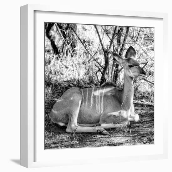 Awesome South Africa Collection Square - Impala Antelope II-Philippe Hugonnard-Framed Photographic Print