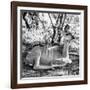 Awesome South Africa Collection Square - Impala Antelope II-Philippe Hugonnard-Framed Photographic Print