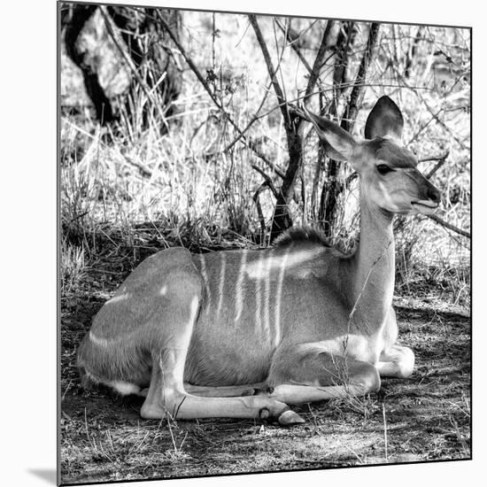 Awesome South Africa Collection Square - Impala Antelope II-Philippe Hugonnard-Mounted Premium Photographic Print