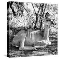 Awesome South Africa Collection Square - Impala Antelope II-Philippe Hugonnard-Stretched Canvas