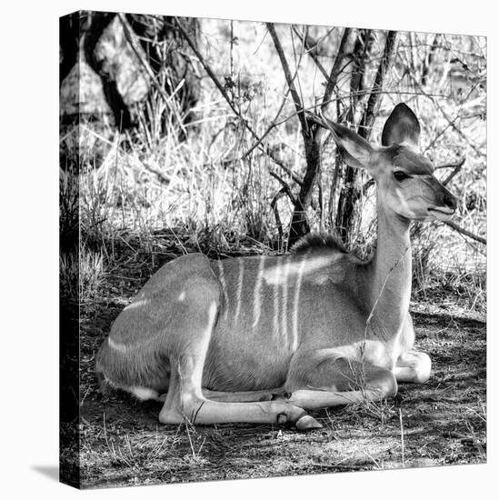 Awesome South Africa Collection Square - Impala Antelope II-Philippe Hugonnard-Stretched Canvas