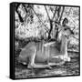 Awesome South Africa Collection Square - Impala Antelope II-Philippe Hugonnard-Framed Stretched Canvas