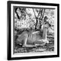 Awesome South Africa Collection Square - Impala Antelope II-Philippe Hugonnard-Framed Photographic Print