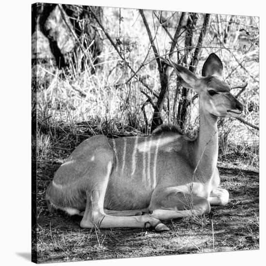 Awesome South Africa Collection Square - Impala Antelope II-Philippe Hugonnard-Stretched Canvas