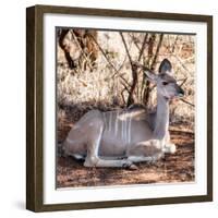 Awesome South Africa Collection Square - Impala Antelope-Philippe Hugonnard-Framed Photographic Print