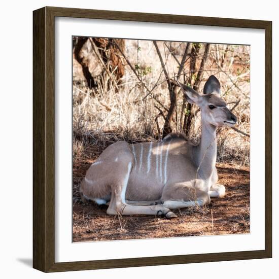Awesome South Africa Collection Square - Impala Antelope-Philippe Hugonnard-Framed Photographic Print